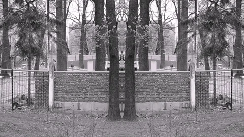 Bicolor Trees Geometry And Wall Symmetry In The Abstraction Stock Footage 91073463