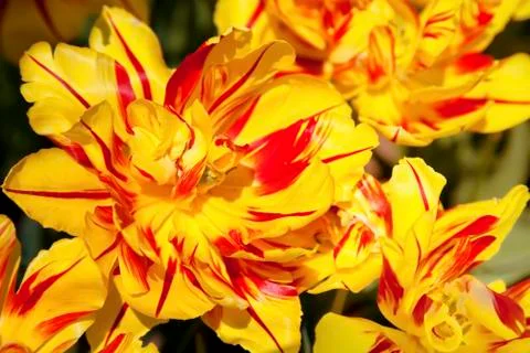 Bicolor tulips Stock Photos