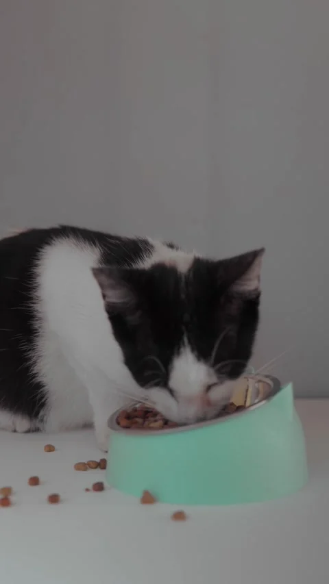Bicolor tuxedo cat consuming kibble from a dish 動画素材 329819533