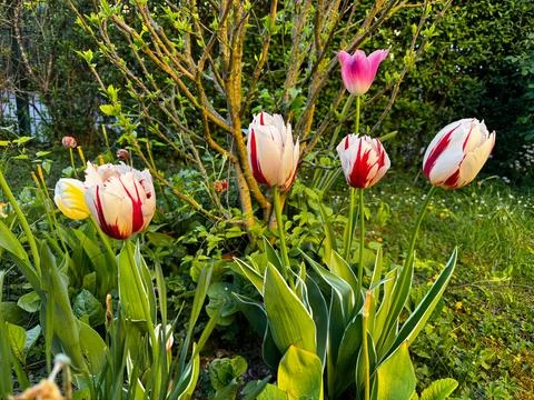 Bicolored Tulips in Spring Light 스톡 사진