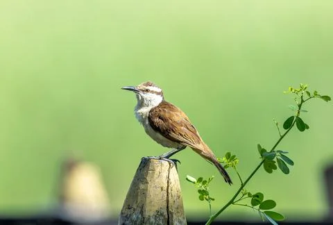 Bicolored Wren perched on a tree stump Stock Photos
