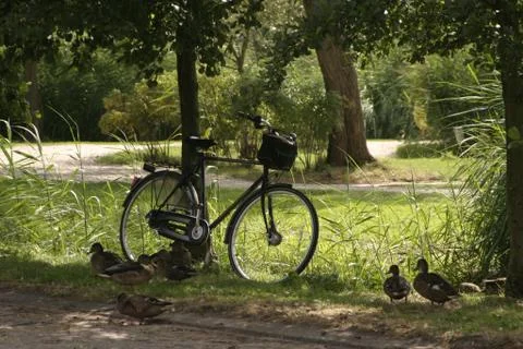 Bicycle alone on the duck path Stock Photos