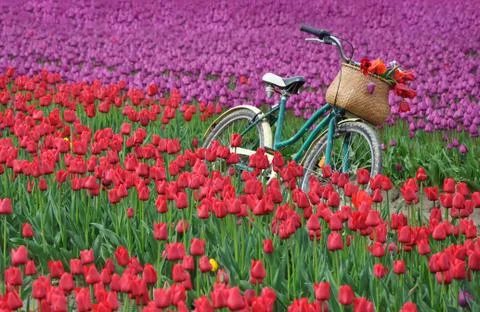 Bicycle and tulips Stock Photos