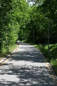 Bicycle and walking path in forest outdoors Фото