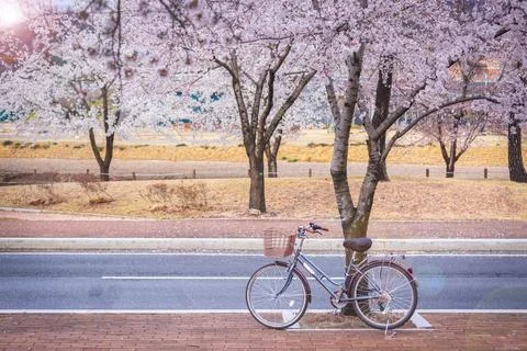 Bicycle are under the cherry tree of the road at the Cherry Blossom Festiva.. Foto stock