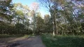 Bicycle cyclists driving in sunny forest wide angle shot 4k or 4k+ Resolution