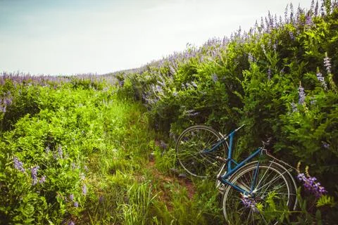 Bicycle in field Stock Photos