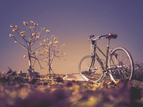 Bicycle with flower trees in garde Stock Photos