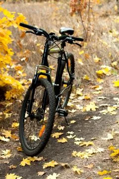 The bicycle on a forest path Stock Photos