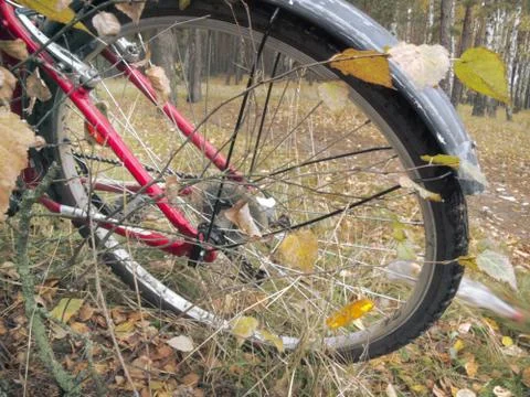 Bicycle on forest path. The rear wheel in the bosom of nature Stock Photos