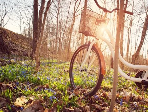 Bicycle in the forest in spring Stock Photos