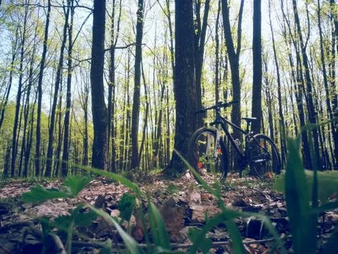 Bicycle in the green forest on path Stock Photos