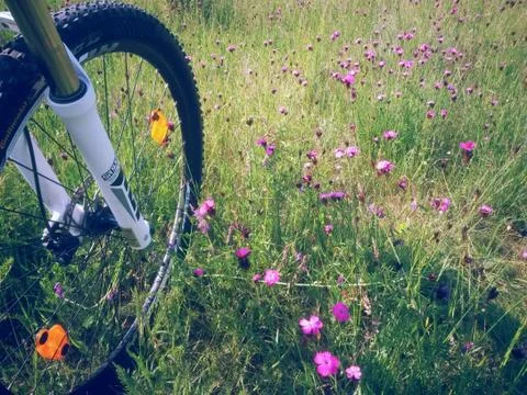 Bicycle in the green forest on path Stock Photos
