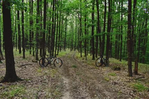 Bicycle in the green forest on path Stock Photos