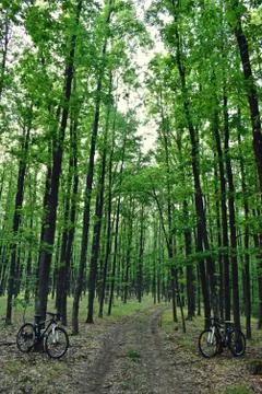 Bicycle in the green forest on path Stock Photos