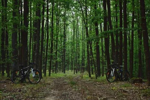 Bicycle in the green forest on path Stock Photos
