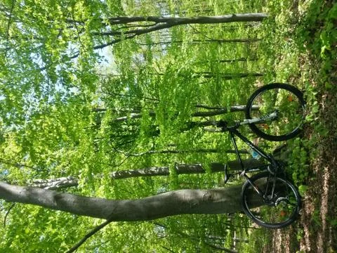Bicycle in the green forest on path Stock Photos