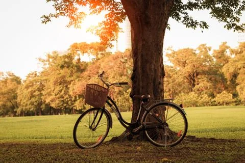 Bicycle on green grass under tree at sunset Stock Photos