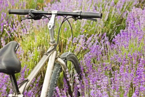 Bicycle on a lavender field Stock Photos