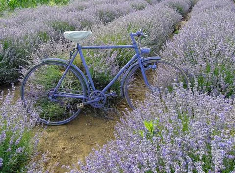 Bicycle in the lavender field Фото