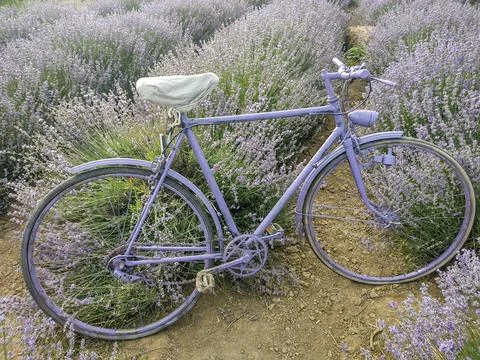 Bicycle in the lavender field Photos