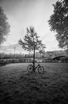 Bicycle Leaned Against Tree in Park in Florence, Italy- Black and White Infrared Stockfoto's