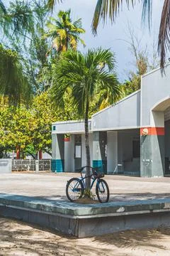 Bicycle leaned up next to palm tree at tropical beach Stock Photos