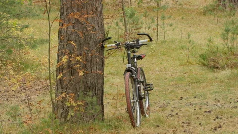 Bicycle by the old pine tree Stock Footage 125769882