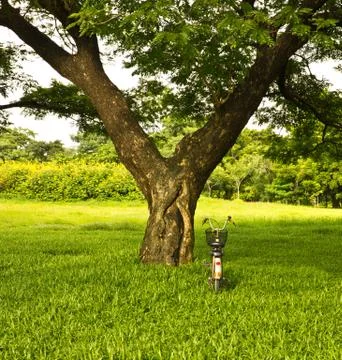Bicycle in a park under the tree. Stock Photos