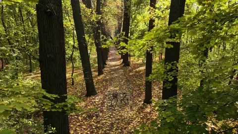 Bicycle parked on a path in a lush green forest during autumn Stock Footage 314681783