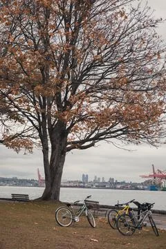 Bicycle parked under a maple tree on coastline in autumn Stock Photos