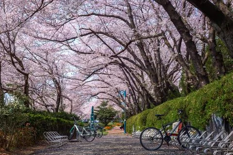 Bicycle parking with cherry trees and Cherry blossom in spring in Korea, ji.. Stock Photos