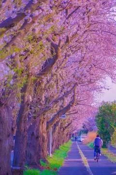 Bicycle path lined with cherry blossom trees Stock Photos