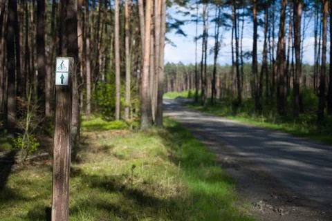 Bicycle Path Sign in a Pine Forest. Stock Photos