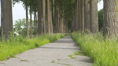 Bicycle pathway with long trees Stockbeeldmateriaal 51672511