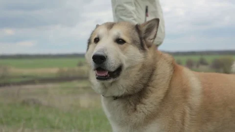 Bicycle race on the mountain. Stock Footage 74750335