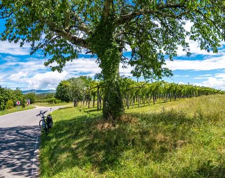 Bicycle Resting by Vineyard Roadside Stock Photos