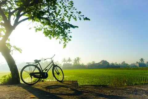 Bicycle on the rice fields Stock-Fotos