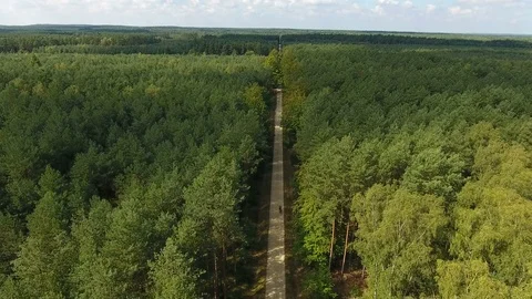 Bicycle Ride in the Forest Stock Footage 83167715