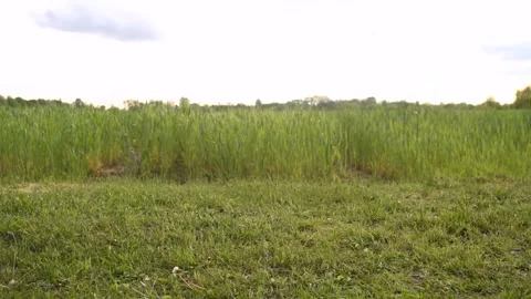 Bicycle ride on the grass Stock Footage 131339574