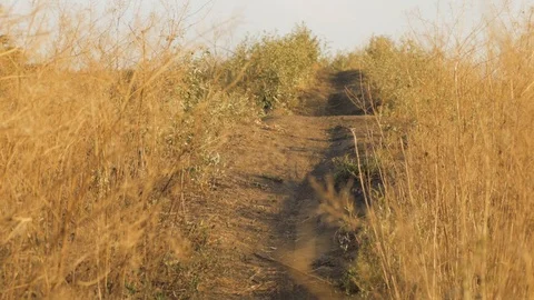 Bicycle rider Stock Footage 95663607