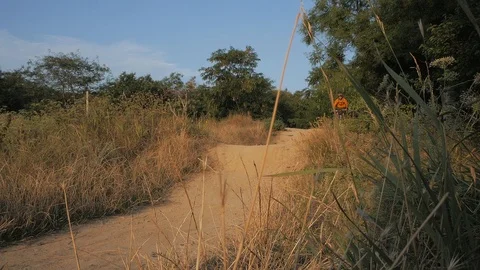 Bicycle rider in the forest Video stock 93135568