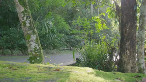 Bicycle rides along road through forest with dolly track in Australia in natural Stock Footage 199457480