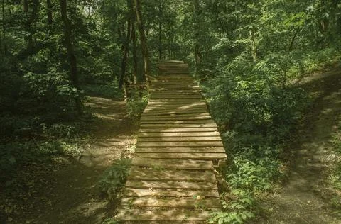 Bicycle springboard in the forest. The path through the green summer forest g Stock Photos