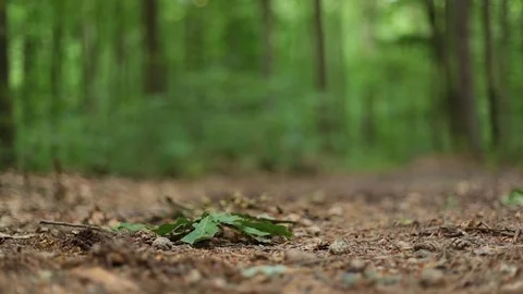 Bicycle stops on forest road Stock Footage 77381538