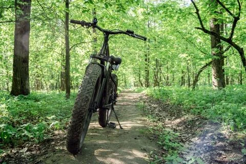 Bicycle with thick wheels on a path in the forest. Stock Photos