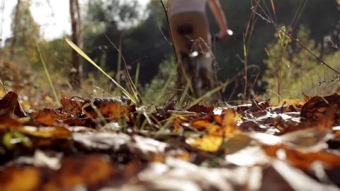 Bicycle trip in forest Stock Footage 74779177
