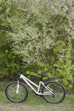 Bicycle under a blossoming fruit tree in the park. spring picnic for relaxati Stock Photos