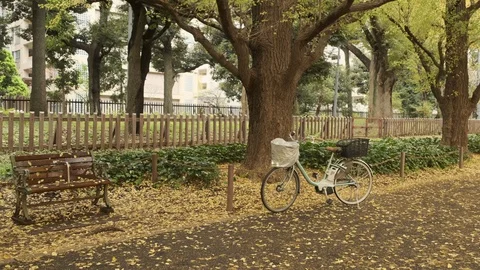 Bicycle Under Ginkgo Trees Stock Footage 99203574
