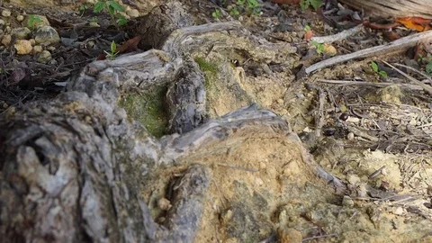 Bicycle wheels riding in roots of trees. Stock Footage 124960907
